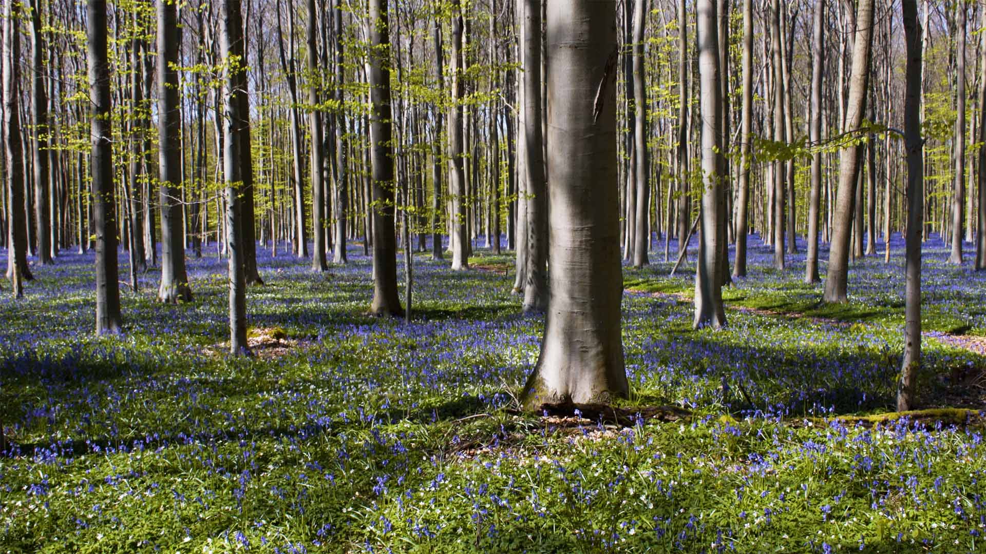 Bois de Hal