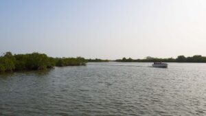 Bateau sur le fleuve entouré de mangrove
