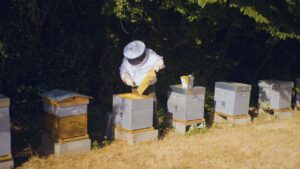 Apiculteur qui récolte le miel