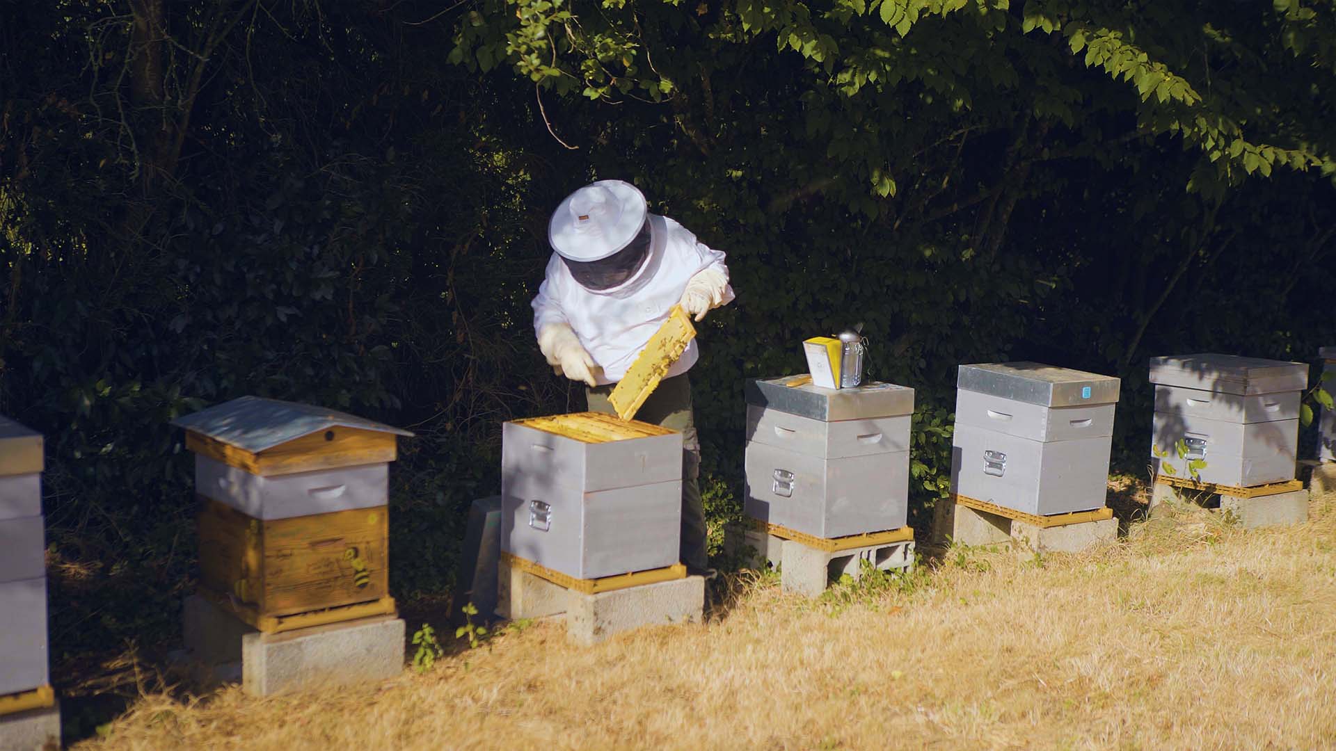 Apiculteur qui récolte le miel