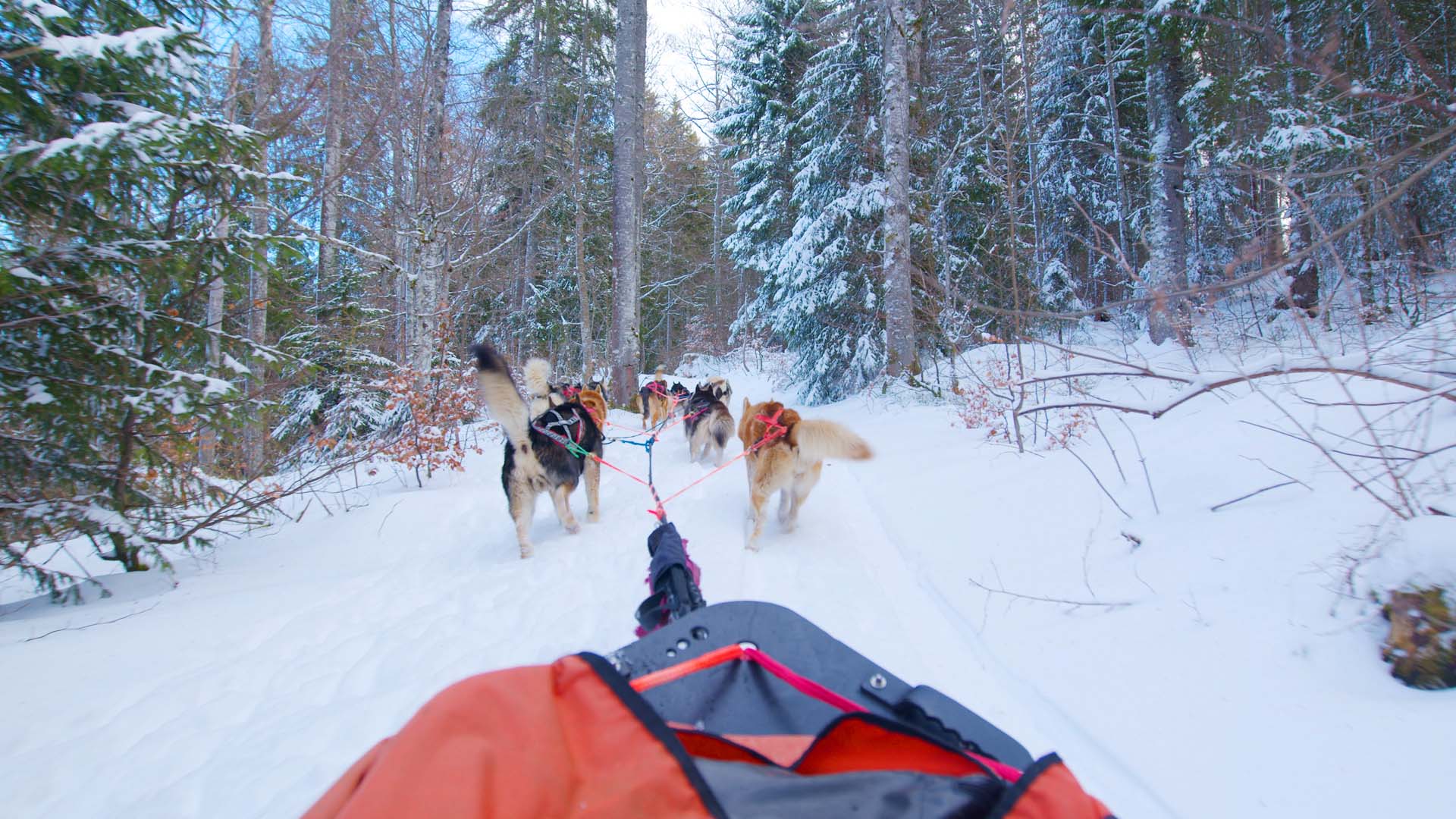 randonnée en traîneau à chiens