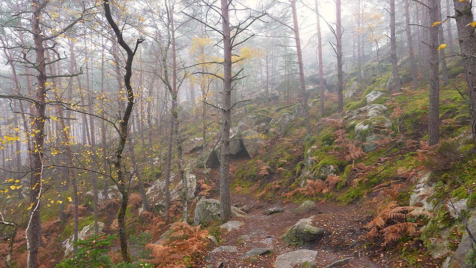 Se balader en foret de Fontainebleau