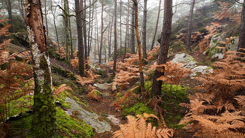 Couleurs d'automne de la foret de Fontainebleau