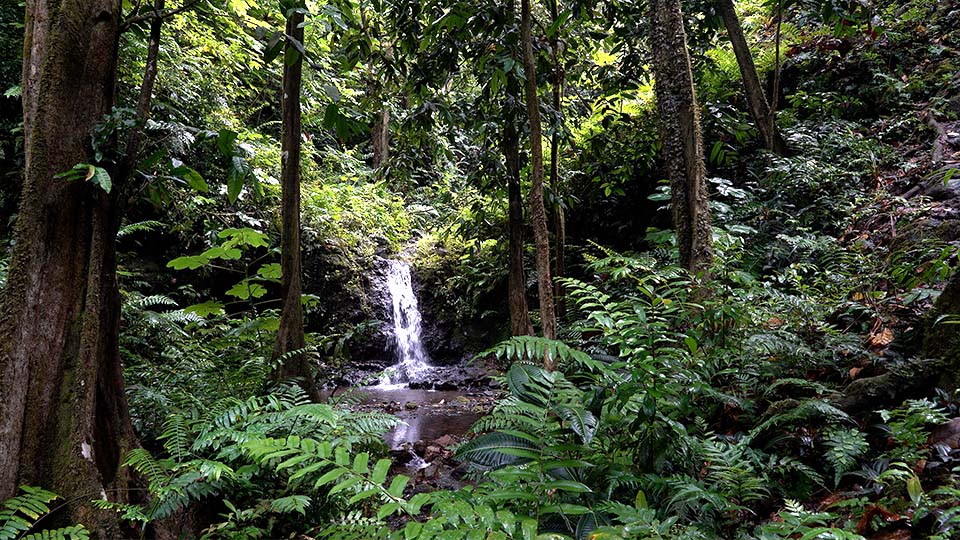 Cascades de Tahiti dans la nature