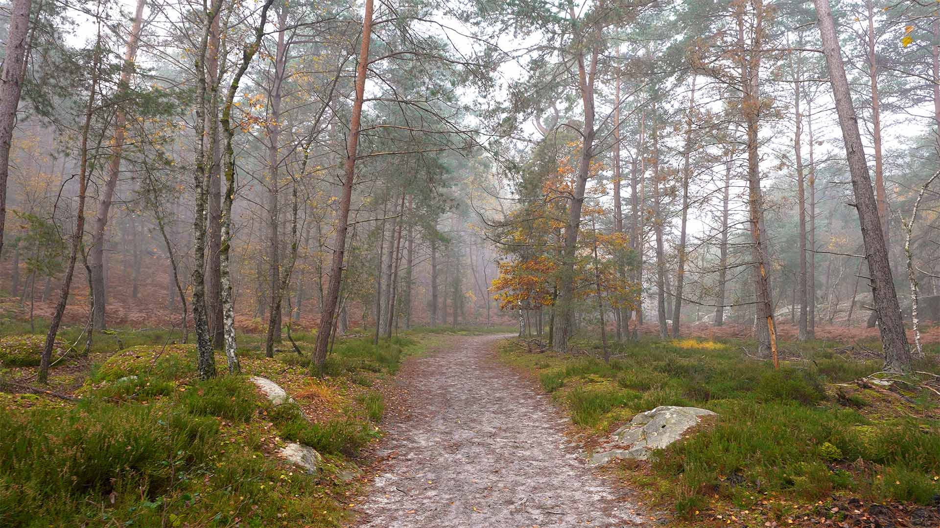 Promenade en forêt de Fontainebleau