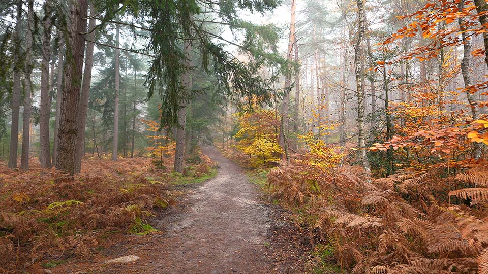 Randonnée en forêt de Fontainebleau