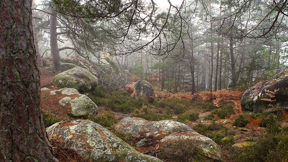 Rochers de Fontainebleau