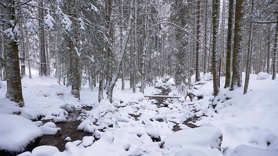 forêt et neige