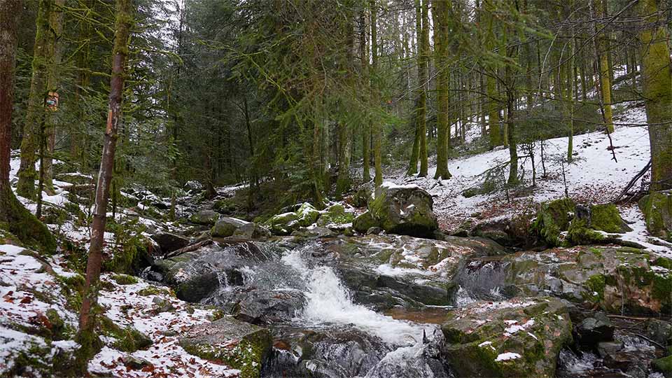 Rivière dans la forêt des Vosges