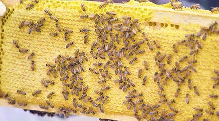 Des abeilles sur des rayons de miel