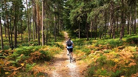 un homme faisant du vélo en pleine forêt